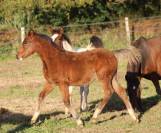 Poulain poney français de selle