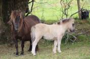 Ponette shetland pp et son poulain