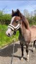 Poney Welsh Part Bred 