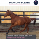 SUPERBE HONGRE - DRAGONS PLEASE - 5 ANS