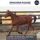 SUPERBE HONGRE - DRAGONS PLEASE - 5 ANS