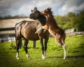 Poulain welsh pony - excellentes origines