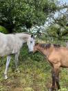 SLAVA - pouliche 2 ans PRL