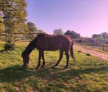 Cheval hongre pur-sang irlandais bai de 4 ans et demi