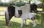 ORION du VIQUET, Poulain shetland à vendre