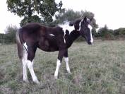 Poulain paint horse double homozygote