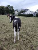 Poulain paint horse double homozygote