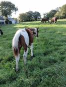 Pouliche paint horse lignée reining/cutting