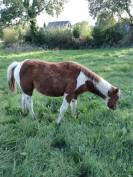 Pouliche paint horse lignée reining/cutting