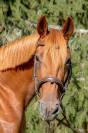 Cheval jument 12 ans loisir balade 1m57 