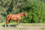 Cheval jument 12 ans loisir balade 1m57 