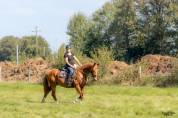 Cheval jument 12 ans loisir balade 1m57 