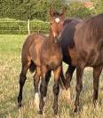 Foal SF par Pegase van't Ruyttershof X Kannan X Quidam 