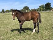 Foal SF par Pegase van't Ruyttershof X Kannan X Quidam 