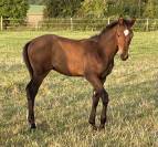 Foal SF par Pegase van't Ruyttershof X Kannan X Quidam 