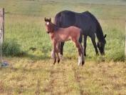 Foal SF par Pegase van't Ruyttershof X Kannan X Quidam 