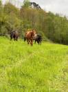 Pension chevaux dans le Finistère