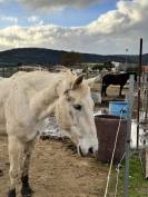 Jument croisée Camargue de 14 ans