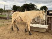 Jument croisée Camargue de 14 ans