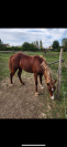 Yearling welsh cob