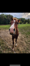 Yearling welsh cob