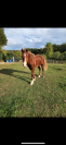 Yearling welsh cob