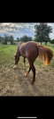 Yearling welsh cob