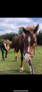 Yearling welsh cob