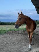 Cheval de Compagnie à vendre