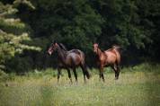 ? Pension chevaux dans une écurie pleine de charme