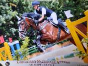 Cavalla KWPN del 2013 da salto