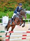 Cavalla KWPN del 2013 da salto