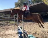 Jeune cheval Selle Français CSO