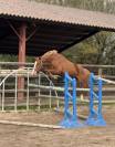 Jeune cheval Selle Français CSO