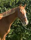 Jeune cheval Selle Français CSO