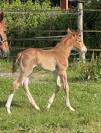 Jeune cheval Selle Français CSO