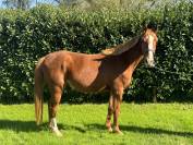 Jeune cheval Selle Français CSO