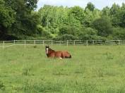 Haras de la Touchette 