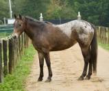 Galipette, jument appaloosa de rêve pour tous niveaux