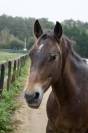 Galipette, jument appaloosa de rêve pour tous niveaux