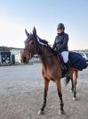 Gentil cheval de CSO de 11 ans pour amateur