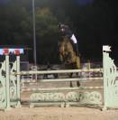 Gentil cheval de CSO de 11 ans pour amateur