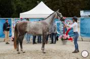 Jeune cheval CSO /CCE