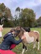 Poney Shetland de 4 mois