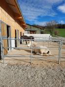 une place en pension box terrasse