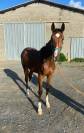 Poulain selle francais 2 ans hongre