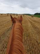 Location de prés pour chevaux & poney & âne