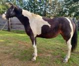 Jument paint horse PP sire et US