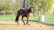 vends cheval de loisir 4 ans 