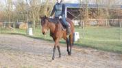 vends cheval de loisir 5 ans 